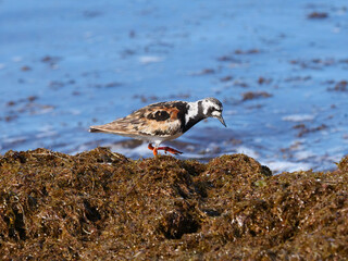 Turnstone, Arenaria interpres, turning over stones and shells while searching for food on the beach