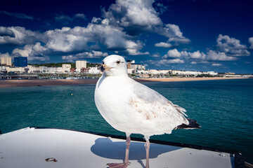 Seagul in Brighton England piere