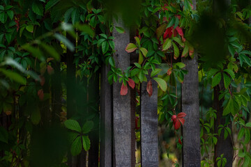 Beautiful autumn background with bright wild grape leaves on a wooden fence. Place for design.