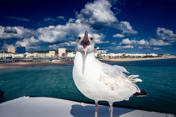 Seagul in Brighton England piere