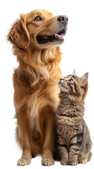 golden retriever puppy and a cat on white background