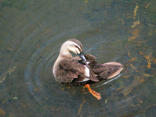 日本、初夏のカルガモ