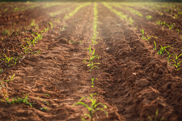 Agriculture shot of sunlit young corn plants on a fertile field at sunset. The warm light makes the translucent green leaves glow.
