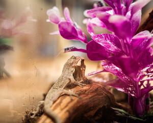 Gecko in Garden with Purple Blossoms