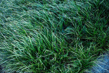 Thick Green Grass in Close-Up