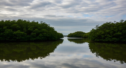 Fototapeta premium Serene Mangrove Forest Landscape with Water Reflection and Cloudy Sky