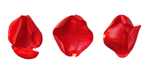 Three vibrant red rose petals isolated on black