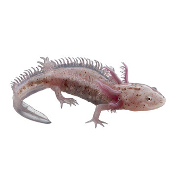 Olm (Proteus): Pale, blind salamander with frilled gills, crawling in darkness, isolated on a transparent background. --v 7.0