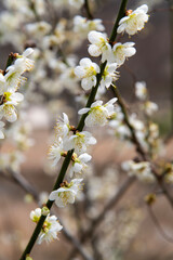 plum flowers at the rural area
