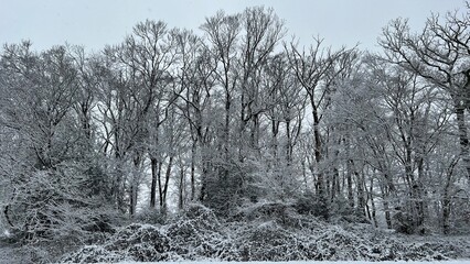 Winter forest covered in snow – snowy trees in a cold landscape