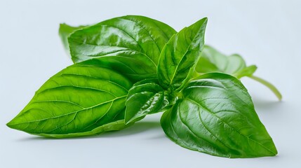 Fototapeta premium Fresh green basil leaves with detailed texture and water drops on white background, aromatic culinary herb isolated for cooking and food design projects.