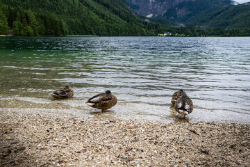 Langbathseen Austria with ducks