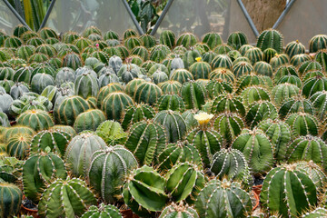 Fototapeta premium A vibrant display of various cactus species fills the greenhouse, featuring gymnocalycium, astrophytum, and melocactus plants arranged in neat rows. The setting highlights their unique forms