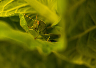 cigarra, insecto, naturaleza, macro, bicho, animal, hojas, fauna, miniatura, saltamontes, lechuga