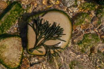 still life naturaleza mar piedra algas