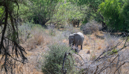 Elefanten im Busch vom Krüger National Park - Kruger Nationalpark Südafrika