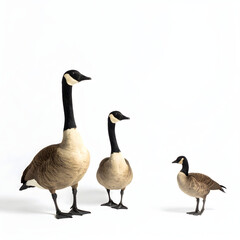 Obraz premium Three geese standing together on a plain white background
