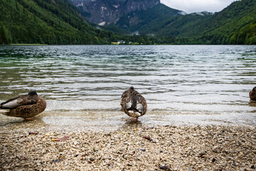 Langbathseen Austria with ducks