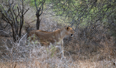 Löwin oder Löwe im Busch vom Krüger National Park - Kruger Nationalpark Südafrika