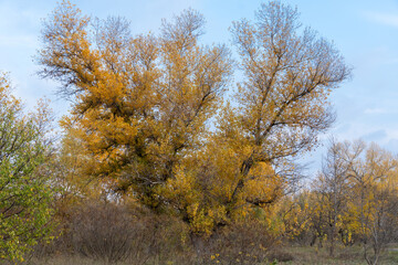 Fototapeta premium Tops of poplar trees with yellow leaves in autumn. Branches populus of the salicaceae family with leaf in autumn colors on the background of blue sky. Fall with bright backlit of full gold season.