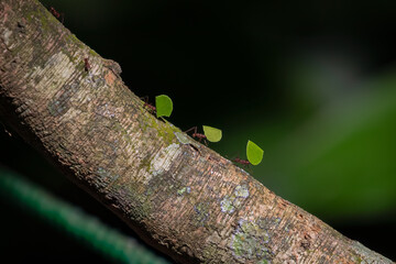 Leafcutter Red Ants (Atta cephalotes) in Costa Rica – Wildlife Photography