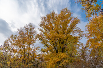 Tops of poplar trees with yellow leaves in autumn. Branches populus of the salicaceae family with leaf in autumn colors on the background of blue sky. Fall with bright backlit of full gold season.
