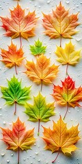 Beautiful Autumn Maple Leaves Arrangement with Water Droplets