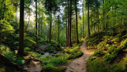 Obraz premium Lush forest trail winding through valley