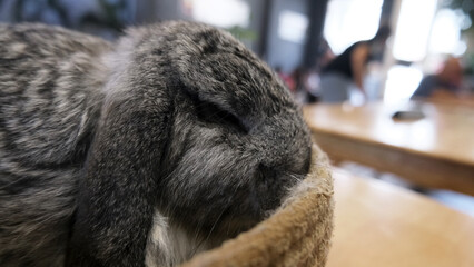 a close up look of cute gray holland lop bunny sleeping, relaxing inside of a brown wool basket at rabbit cafe. cute rabbit, lop eared rabbit breed. friendly bunny cafe in Penang, Malaysia