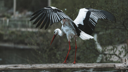 A white stork with outstretched wings balances on the railing, graphic black and white feathers drawing the rhythm of movement.