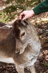 Fototapeta premium Gentle Touch Hand petting a deer in a serene outdoor setting.