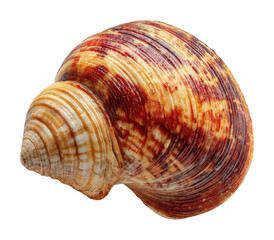 Obraz premium Collecting colorful seashells beach shore nature marine environment isolated on transparent background, png