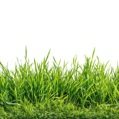 Fototapeta premium Lush green grass growing naturally in sunlit field landscape isolated on transparent background, png