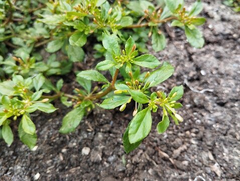 Green carpetweed plant (Mollugo verticillata) in outdoor garden 