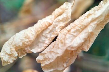 Macro Closeup of Dried Clitoria Ternatea Leaves with Natural Wrinkled Texture in Soft Background