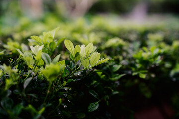 Close-up of lush green leaves and foliage,