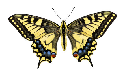 Obraz premium Colorful yellow and black butterfly with detailed wings isolated on transparent background, cutout PNG