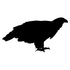 Bald eagle silhouette. USA symbol. Realistic vector animal