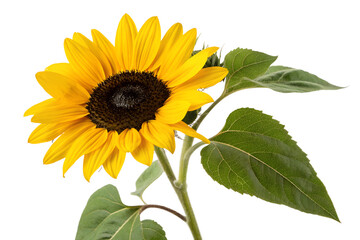 Obraz premium Vibrant Yellow Sunflower in Full Bloom, Isolated on White Background