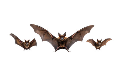 Fototapeta premium Halloween bats trio isolated on transparent background