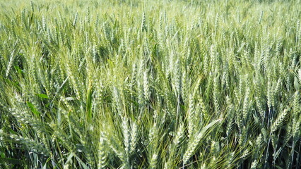 Hordeum murinum is a species of flowering plant in the grass family Poaceae, commonly known as wall false barley. Hordeum murinum ssp. leporinum, known as hare barley, mouse barley, and barley grass.