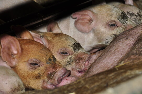 Criadero de chanchos en un tambo preparado para el turismo. Sarmiento, Chubut.