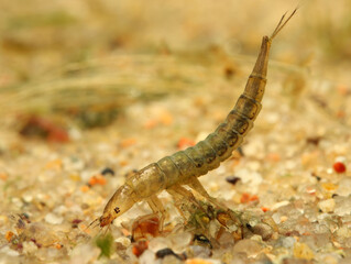 Aquatic beetle larva (Dytiscidae) on the prowl for prey to eat, underwater perspective. 