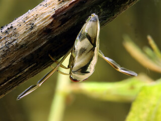 Adult Backswimmer (Notonecta kirbyi) in a pond, resting on a submerged stick, underwater...