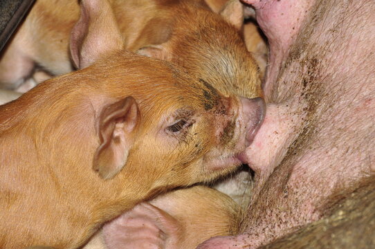 Criadero de chanchos en un tambo preparado para el turismo. Sarmiento, Chubut.