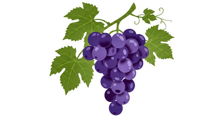 Uvas maduras ilustração botânica colheita vinho saúde