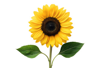 Obraz premium A beautiful bright yellow sunflower in full bloom with green leaves and stem, perfectly isolated on a clean white background.