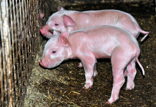 Criadero de chanchos en un tambo preparado para el turismo. Sarmiento, Chubut.