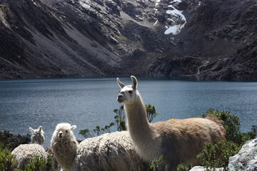 A group of llamas in the Peruvian mountains surrounding Huaraz