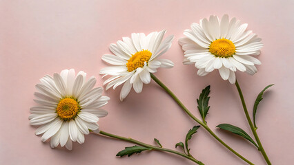Obraz premium Three delicate white daisies with sunny yellow centers on soft pink background